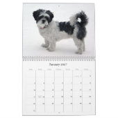 Belle The Shih Tzu Calendar Kalender (Jan 2027)