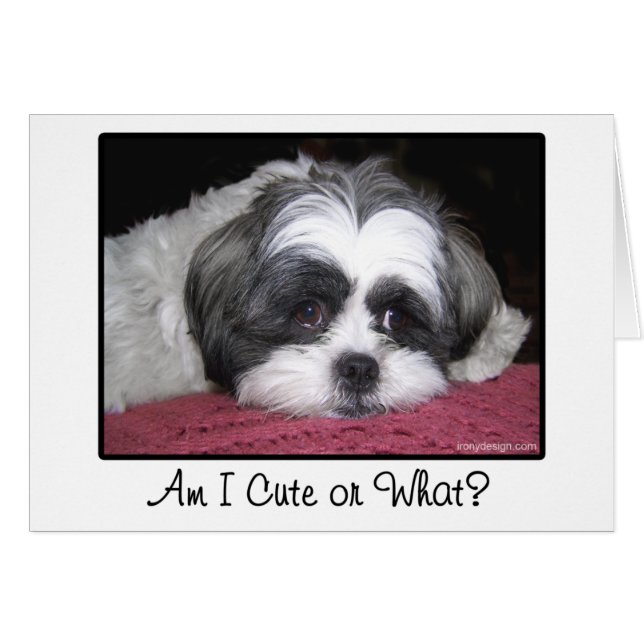 Belle the Shih Tzu Dog (Voorkant Horizontaal)