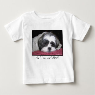 Belle the Shih Tzu Dog