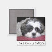 Belle the Shih Tzu Dog Magneet (Voorkant / Achterkant)