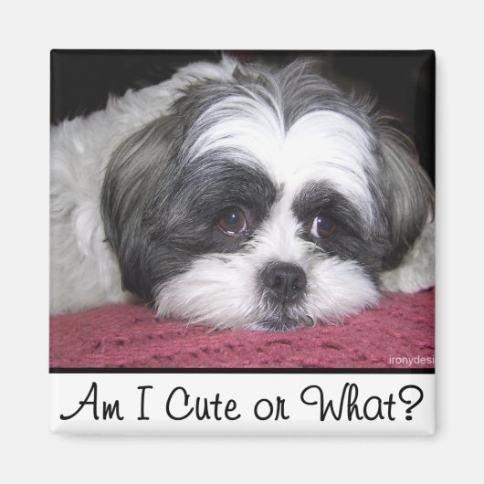 Belle the Shih Tzu Dog Magneet (Voorkant)