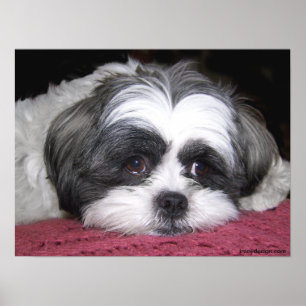 Belle the Shih Tzu Poster