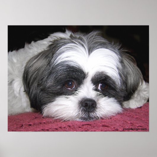 Belle the Shih Tzu Poster (Voorkant)