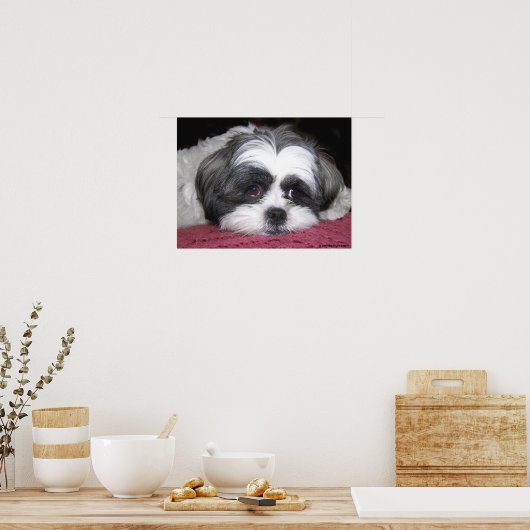 Belle the Shih Tzu Poster (Keuken)