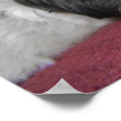 Belle the Shih Tzu Poster (Hoek)