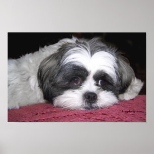 Belle the Shih Tzu Poster