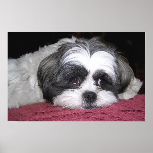 Belle the Shih Tzu Poster (Voorkant)