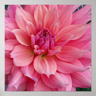 Belle van Barmera Dahlia Bloem Poster