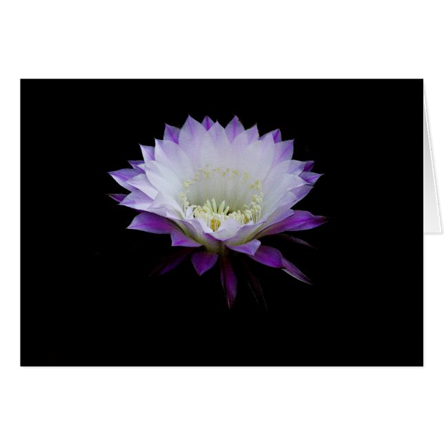 Belle van de bal, nachtbloeiende cactus (Voorkant Horizontaal)