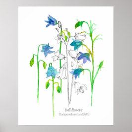 Bellflower Botanische Kunst Taal van Bloemen Poster