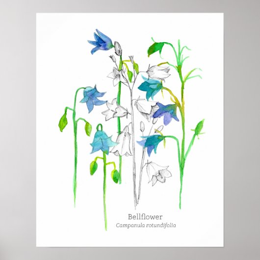 Bellflower Botanische Kunst Taal van Bloemen Poster (Voorkant)