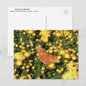 Bellingrath Butterfly Briefkaart (Voorkant / Achterkant)