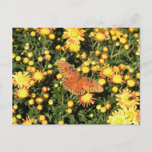 Bellingrath Butterfly Briefkaart (Voorkant)