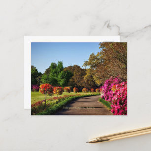 Bellingrath Gardens, Alabama Briefkaart