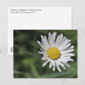 Bellis perennis briefkaart (Voorkant / Achterkant)