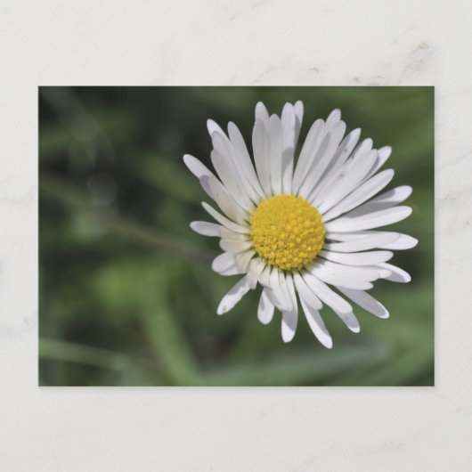 Bellis perennis briefkaart (Voorkant)