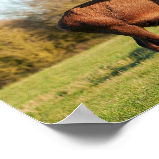 Bellowing Red Deer Stag Poster (Hoek)