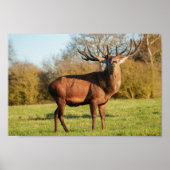 Bellowing Red Deer Stag Poster (Voorkant)