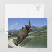 Belly Flop Elephant Briefkaart (Voorkant / Achterkant)