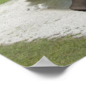 Belly Flop Elephant Poster (Hoek)