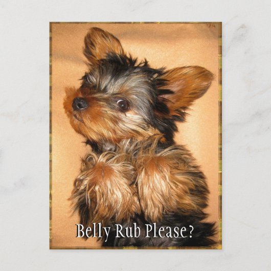 Belly Rub voor een Yorkie? Briefkaart (Voorkant)