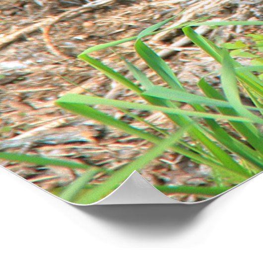 Belly Up Momma Beer and Twin Cubs Poster (Hoek)