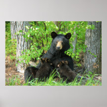 Belly Up Momma Beer and Twin Cubs