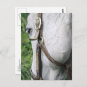 Bel's Starlet Post Card Briefkaart (Voorkant / Achterkant)