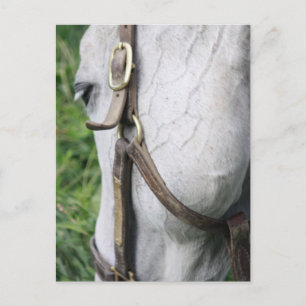 Bel's Starlet Post Card Briefkaart