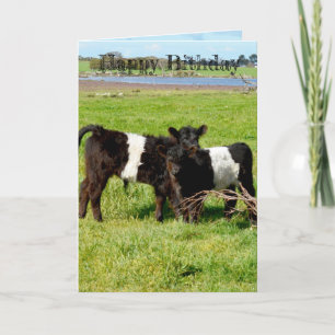 Belted Galloway Baby Calves, Birthday Kaart