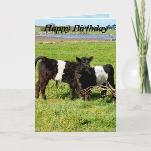 Belted Galloway Baby Calves, Birthday Kaart (Voorkant)