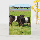 Belted Galloway Baby Calves, Birthday Kaart (Gele Bloem)