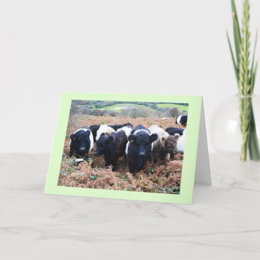 Belted Galloway beef in Cornwall Feestdagen Kaart (Voorkant)