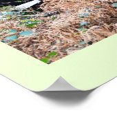 Belted Galloway beef in Cornwall Poster (Hoek)