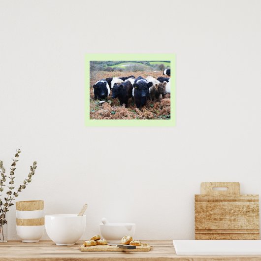 Belted Galloway beef in Cornwall Poster (Keuken)