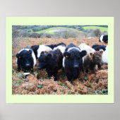 Belted Galloway beef in Cornwall Poster (Voorkant)