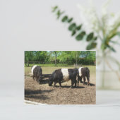 Belted Galloway Briefkaart (Staand voorkant)