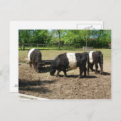 Belted Galloway Briefkaart (Voorkant / Achterkant)