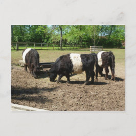 Belted Galloway Briefkaart