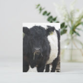 Belted Galloway Cow Eating Hay Briefkaart (Staand voorkant)