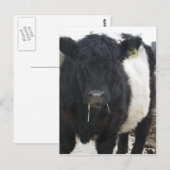Belted Galloway Cow Eating Hay Briefkaart (Voorkant / Achterkant)