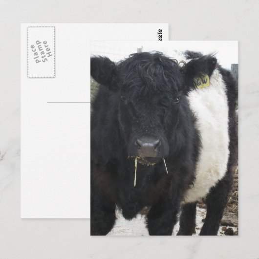 Belted Galloway Cow Eating Hay Briefkaart (Voorkant / Achterkant)
