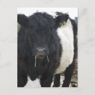 Belted Galloway Cow Eating Hay Briefkaart