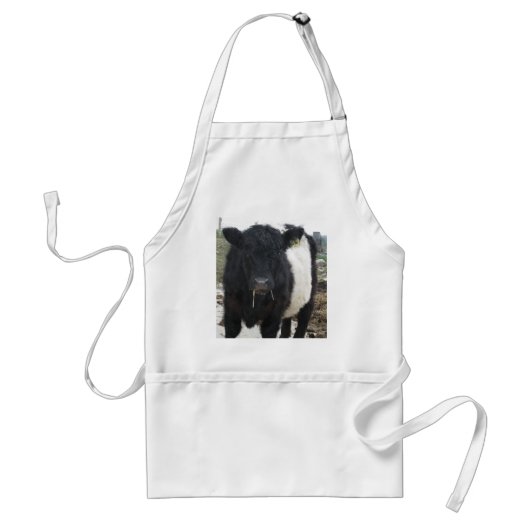 Belted Galloway Cow Eating Hay Standaard Schort (Voorkant)
