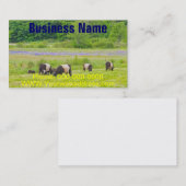 Belted Galloway Cows in Pasture Rockport Maine Visitekaartje (Voorkant / Achterkant)