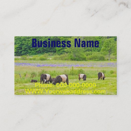 Belted Galloway Cows in Pasture Rockport Maine Visitekaartje (Voorkant)