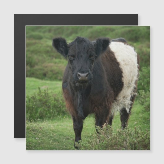 Belted Galloway Koe (Voorkant / Achterkant)