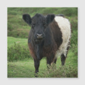 Belted Galloway Koe (Voorkant)