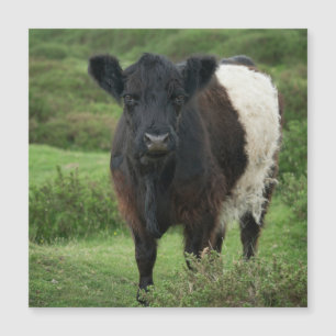 Belted Galloway Koe