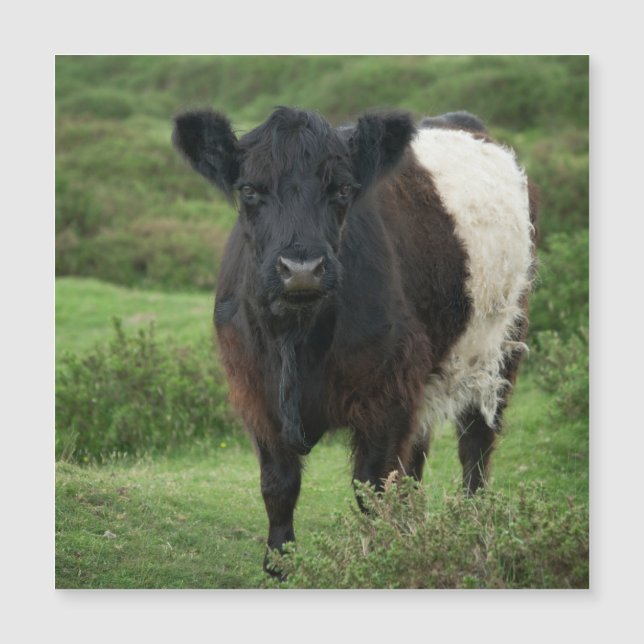 Belted Galloway Koe (Voorkant)